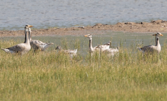 Tiibetinhanhi Anser indicus Bar-headed Goose adults and pullus