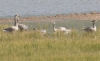 Tiibetinhanhi Anser indicus Bar-headed Goose adults and pullus