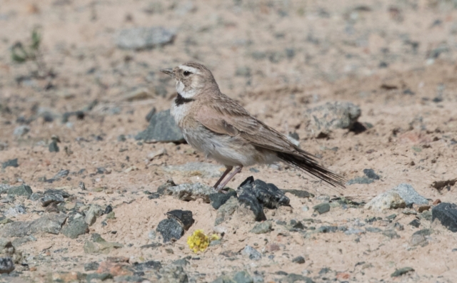 Tunturikiuru Eremophila alpestris Horned Lark +1cy female ssp albicula