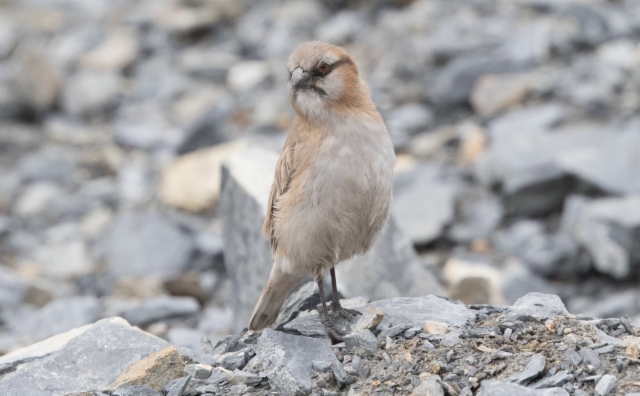 Rusolumivarpunen Pyrgilauda ruficollis Rufous-necked Snowfinch 