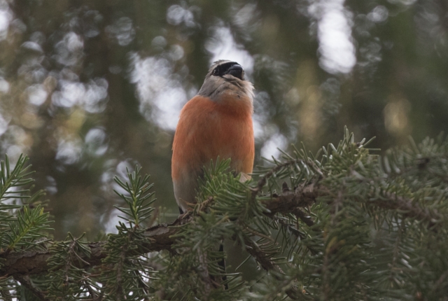 Harlekiinitulkku Pyrrhula erythaca Grey-headed Bullfinch male