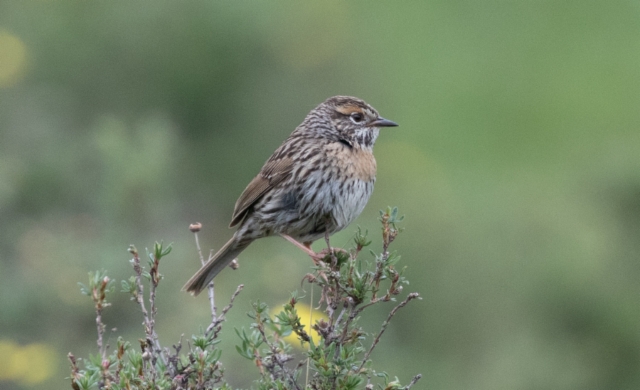 Louhikkorautiainen Prunella strophiata Rufous-breasted Accentor +1cy