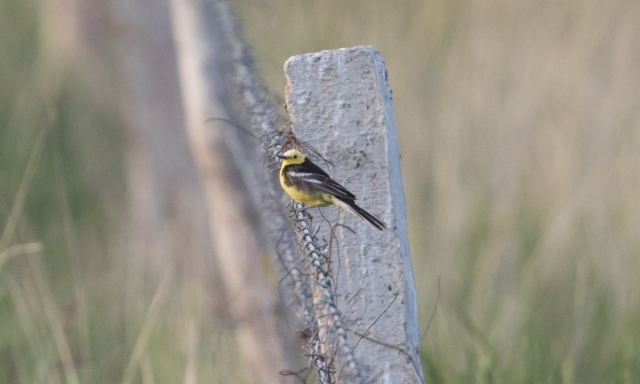 Sitruunavästäräkki Motacilla citreola ssp calgarata Citrine Wagtail +1cy male