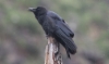 Paksunokkavaris Corvus macrorhynchos Large-billed Crow
