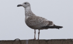 Merilokki Larus marinus Great Black-backed Gull 1cy (first-winter)