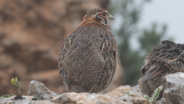 Tiibetinpyy Perdix hodgsoniae Tibetan Partridge