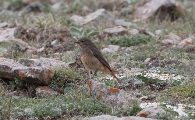 Mustaleppälintu Phoenicurus ochruros Black Redstart +1cy female ssp rufiventris