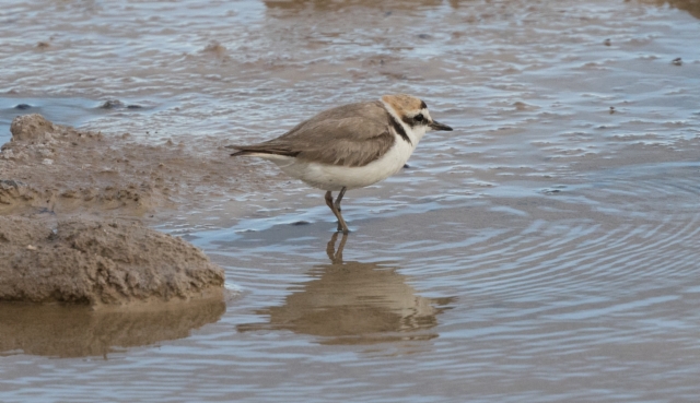 Mustajalkatylli Charadrius alexandrinus Kentish Plover +1cy male