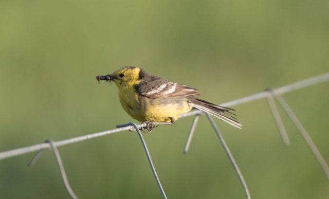 Sitruunavästäräkki Motacilla citreola Citrine Wagtail +1cy (2cy) male 