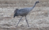 Kurki Grus grus Common Crane 1 cy