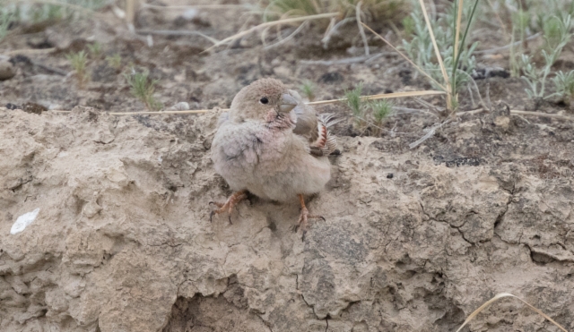 Rotkotulkku Bucanetes mongolicus Mongolian Finch