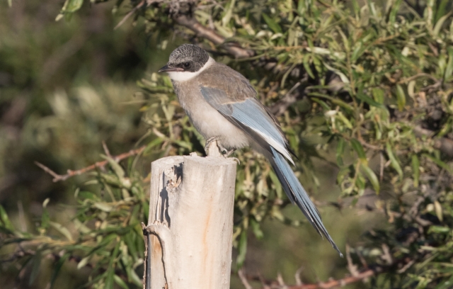 Siniharakka Cyanopica cyanus Azure-winged Magpie 1cy ssp kansuensis