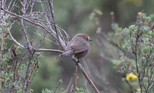 Loistohippiäinen Leptopoecile sophiae White-browed Tit-Warbler male