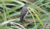 Viiruharmaasieppo Muscicapa griseisticta Grey-streaked Flycatcher