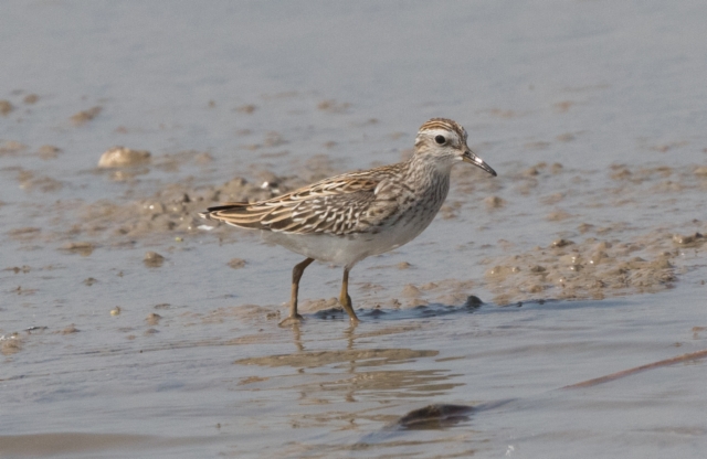 Siperiansirri Calidris subminuta Long-toed Stint 1cy