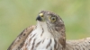 Idänvarpushaukka Accipiter gularis Japanese Sparrowhawk 1 cy
