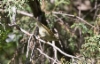 Himalajanuunilintu Phylloscopus pulcher Buff-barred Warbler