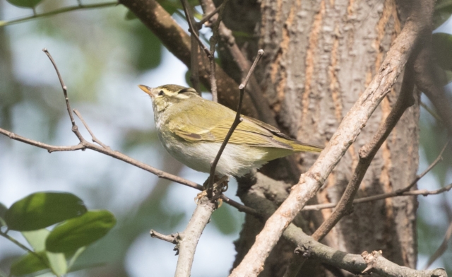 Amurinuunilintu Phylloscopus coronatus Eastern Crowned Warbler