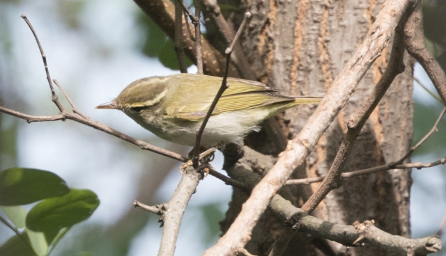 Amurinuunilintu Phylloscopus coronatus Eastern Crowned Warbler