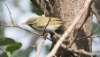 Amurinuunilintu Phylloscopus coronatus Eastern Crowned Warbler