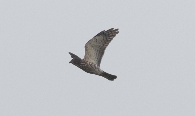 Sammakkohaukka Accipiter soloensis Chinese Sparrowhawk 1cy