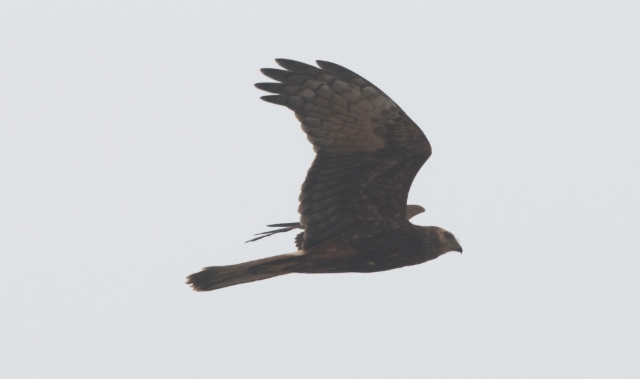 Huppusuohaukka Circus melanoleucos Pied Harrier 1cy