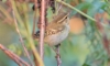 Taigauunilintu Phylloscopus inornatus Yellow-browed Warbler