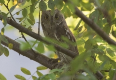 Idänkyläpöllönen Otus sunia Oriental Scops Owl 
