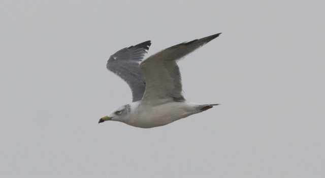 Japaninlokki Larus crassirostris Black-tailed Gull 3 cy or adult