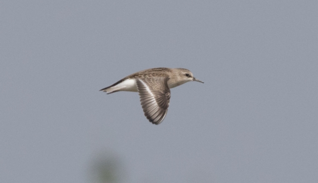 Rusokaulasirri Calidris ruficollis Rufous-necked Stint 1 cy