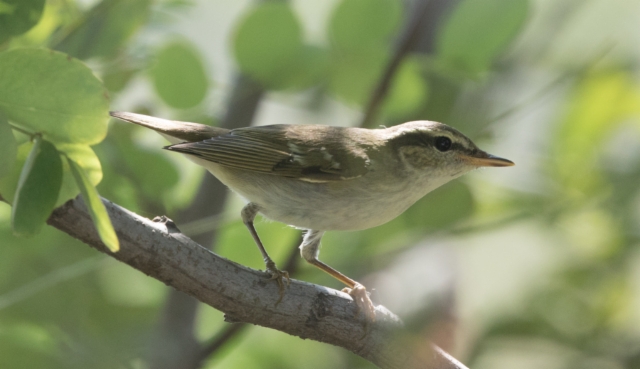 Lapinuunilintu Phylloscopus borealis Arctic Warbler