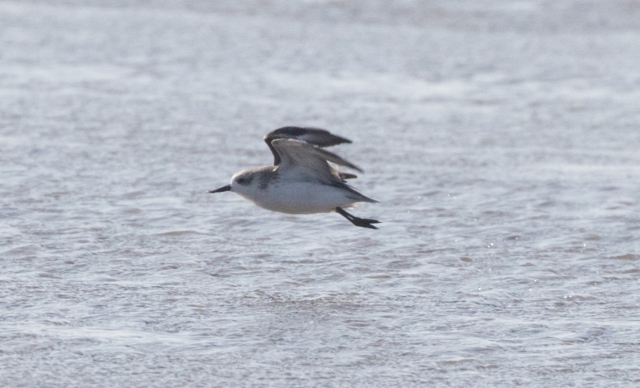 Lusikkasirri Eurynorhynchus pygmaeus Spoon-billed Sandpiper +1cy winter plumage