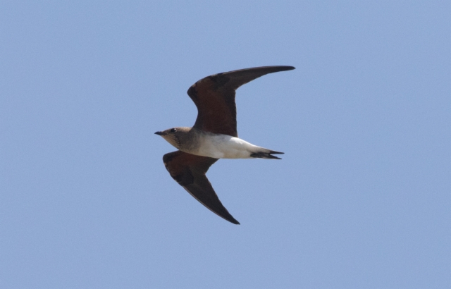 Aasianpääskykahlaaja Glareola maldivarum Oriental Pratincole