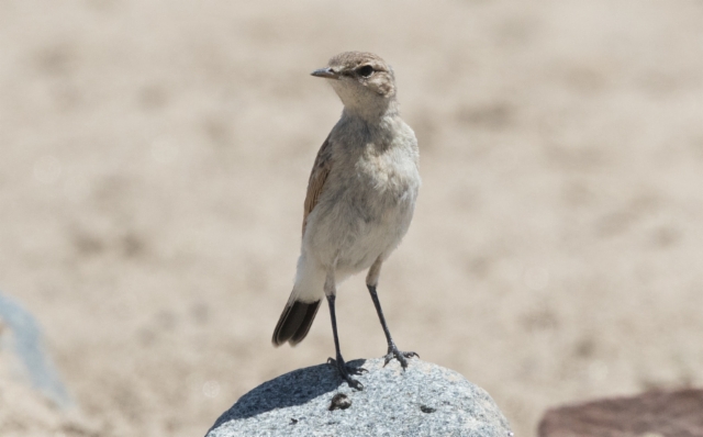 Arotasku Oenanthe isabellina Isabelline Wheatear juvenile