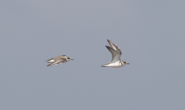 Mustajalkatylli Charadrius alexandrinus Kentish Plover