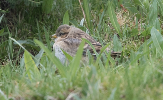 Rusolumivarpunen Pyrgilauda ruficollis Rufous-necked Snowfinch juvenile