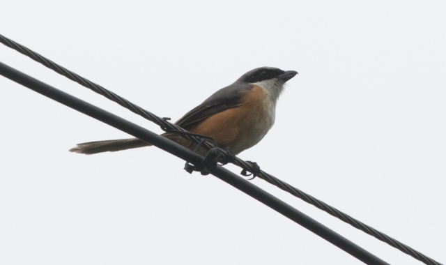 Harmaaselkälepinkäinen Lanius tephronotus Grey-backed Shrike