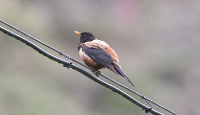 Katajarastas Turdus kessleri Kessler´s Thrush