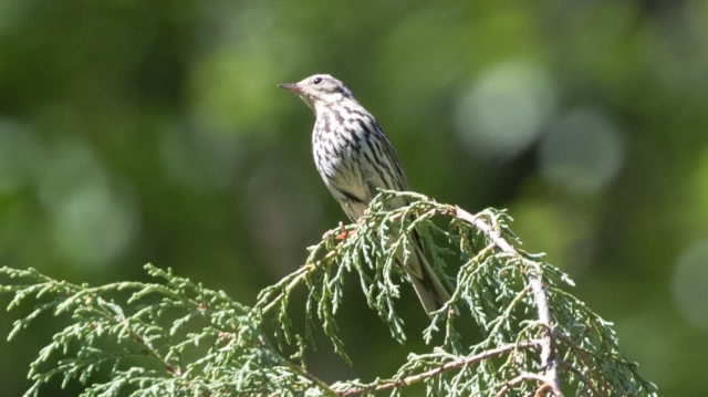 Taigakirvinen Anthus hodgsoni Olive-backed Pipit