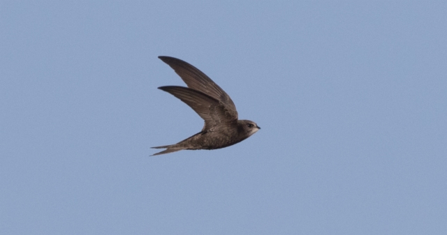 Tervapääsky Apus apus ssp pekinensis Common Swift