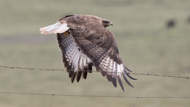 Mongolianhiirihaukka Buteo hemilasius Upland Buzzard