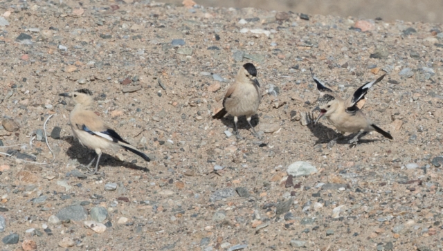 Aavikkonärhi Podoces hendersoni Mongolian Ground Jay