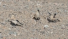 Aavikkonärhi Podoces hendersoni Mongolian Ground Jay