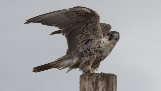 Aavikkohaukka Falco cherrug milvipes Saker probably 2 cy