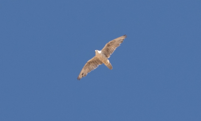 Aavikkohaukka Falco cherrug Saker