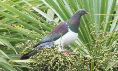 Uudenseelanninkyyhky Hemiphaga novaeseelandiae New Zealand Pigeon
