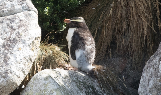 Vuonopingviini Eudyptes pachyrhynchus Fiordland Crested Penguin