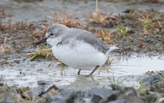 Kieronokkatylli Anarhynchus frontalis Wrybill