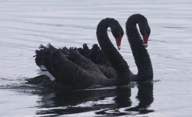 Mustajoutsen Cygnus atratus Black Swan