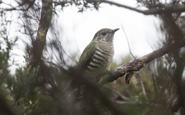 Kiiltokäki Chrysococcyx lucidus Shining Cuckoo 2cy